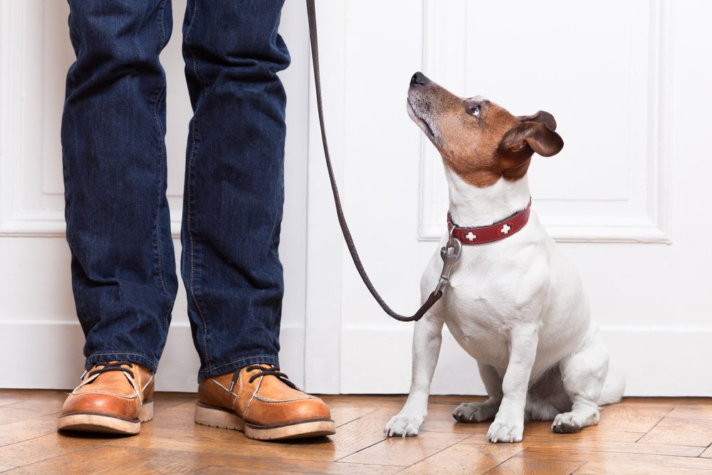 5 שיטות פרקטיות וקלות ליישום לחינוך כלבים שכל בעלי הכלבים חייבים להכיר ולאמץ