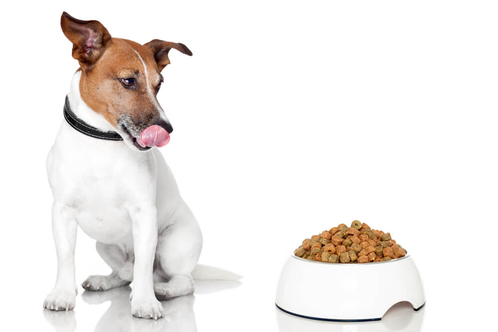 במאמר שלפניכם כל המידע הכי חשוב על תזונה נכונה לכלבים