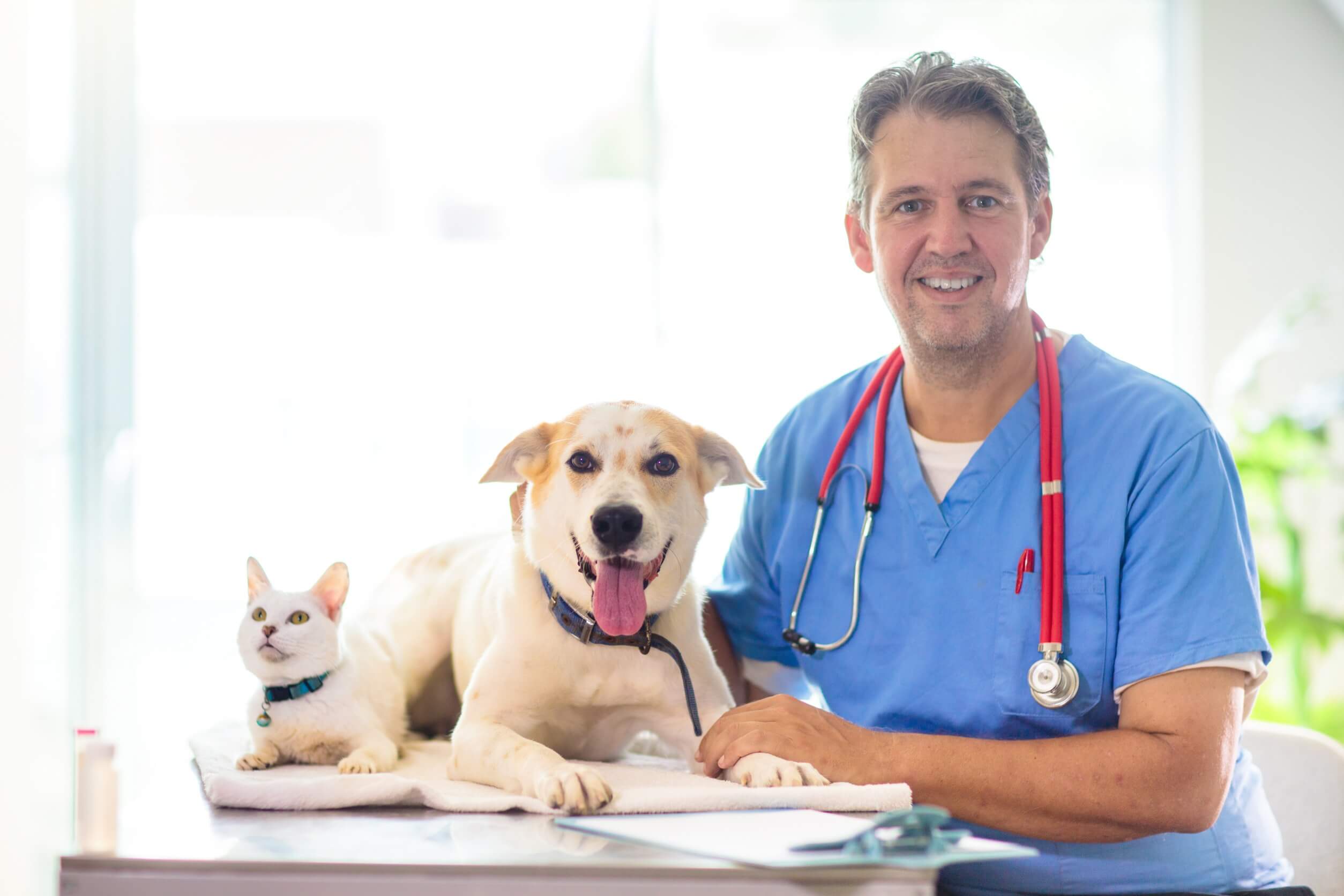 חשיבות החיסונים עבור הכלב שלך