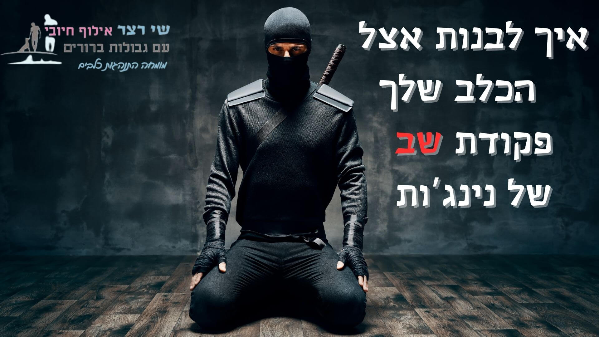 איך ללמד את הכלב שלך פקודת שב של נינג'ות - שי רצר