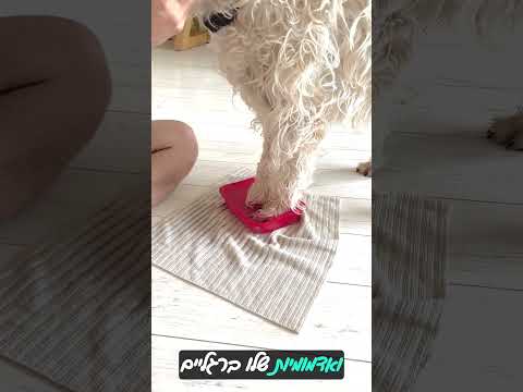 כלב מלקק את כפות הרגליים שלו?