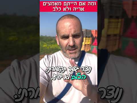 ומה עם הייתם מאמצים אריה ולא כלב