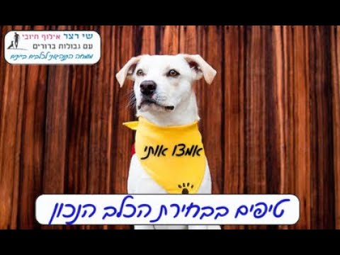 טיפים לבחירת הכלב הנכון