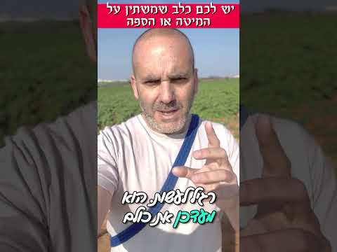 הכלב משתין על הספה או המיטה?