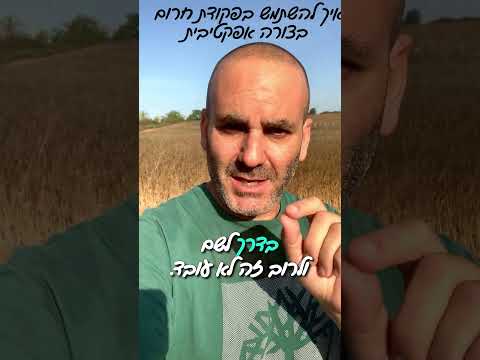 מילת הקסם שתציל את חיי הכלב שלכם