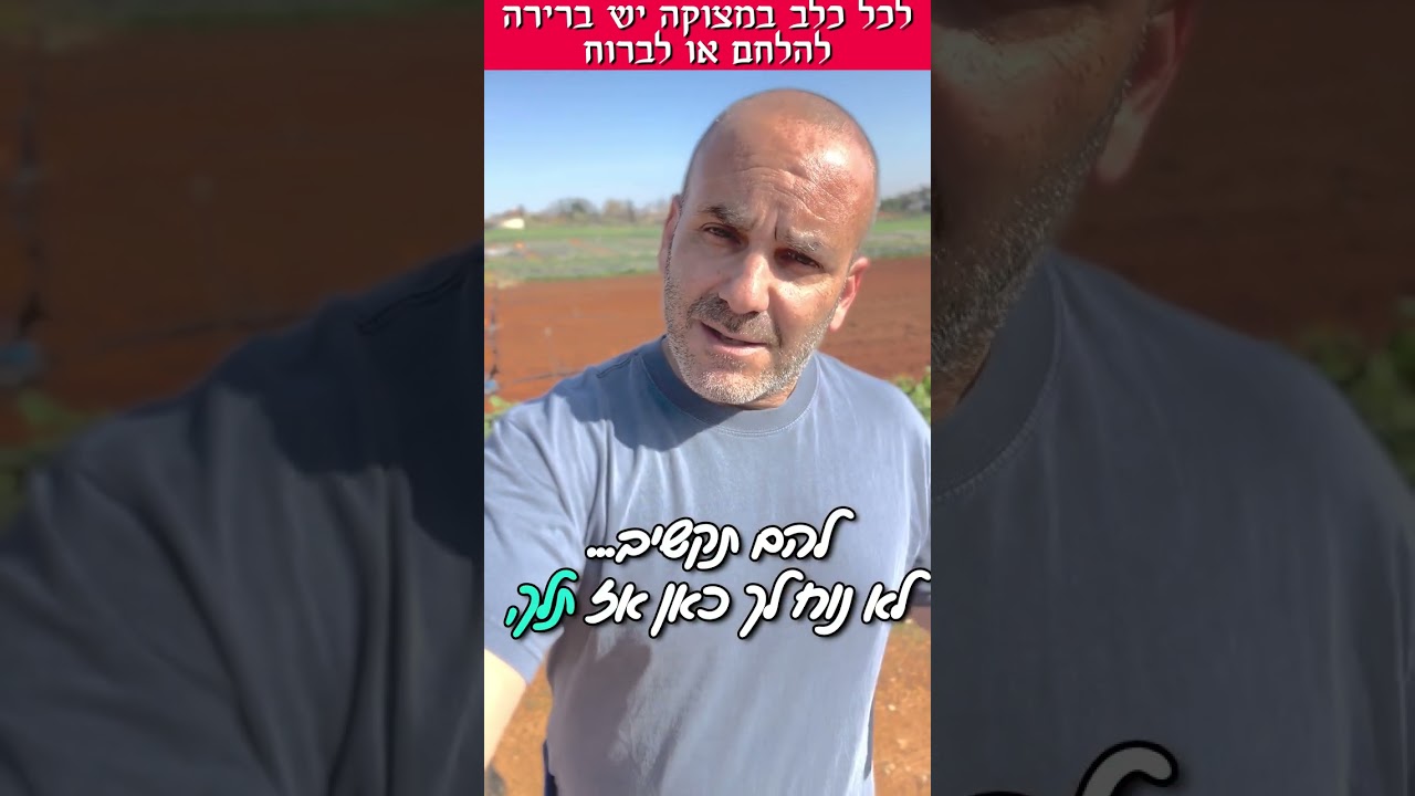 הבחירה של הכלב בין לברוח או להלחם