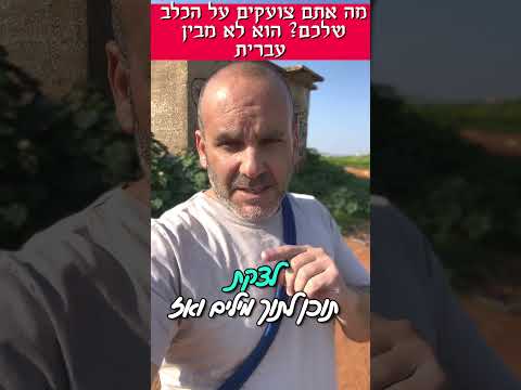 האם הכלב שלכם מבין למה צועקים עליו?