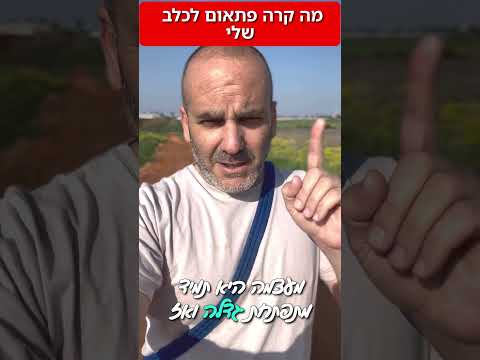 מה קורה לכלב שלי באמצע החיים?