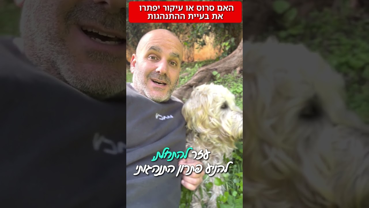 סרוס או עיקור כלבים פותר בעיות התנהגות?