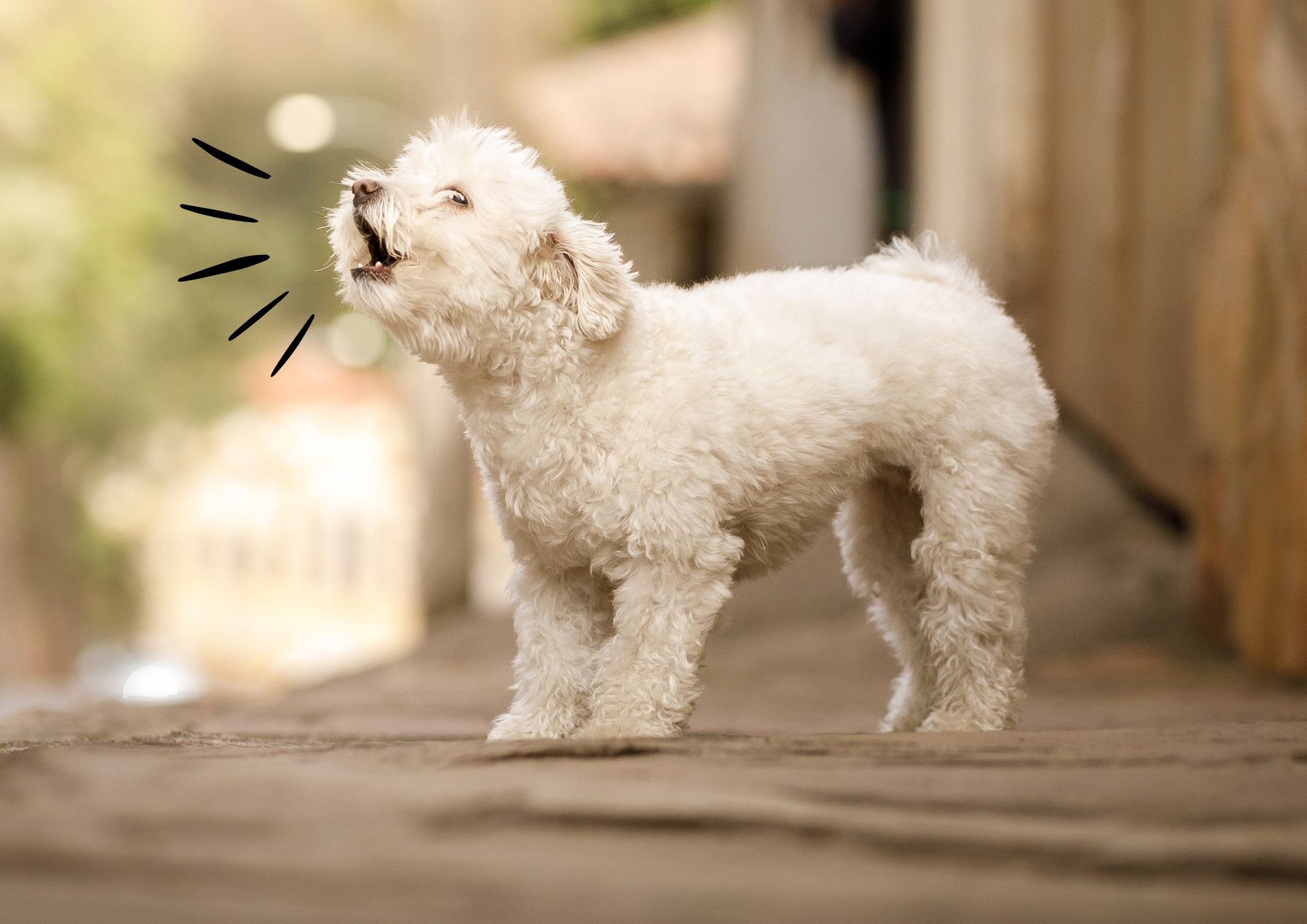 אילוף הכלב לא לנבוח
