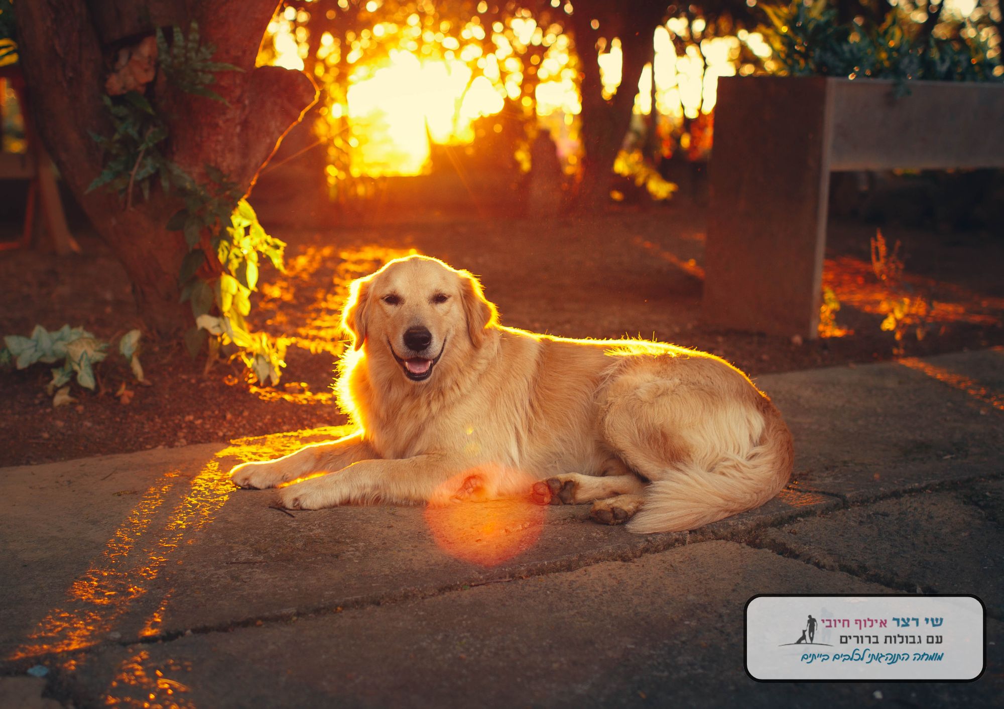 אילוף כלבים בשרון