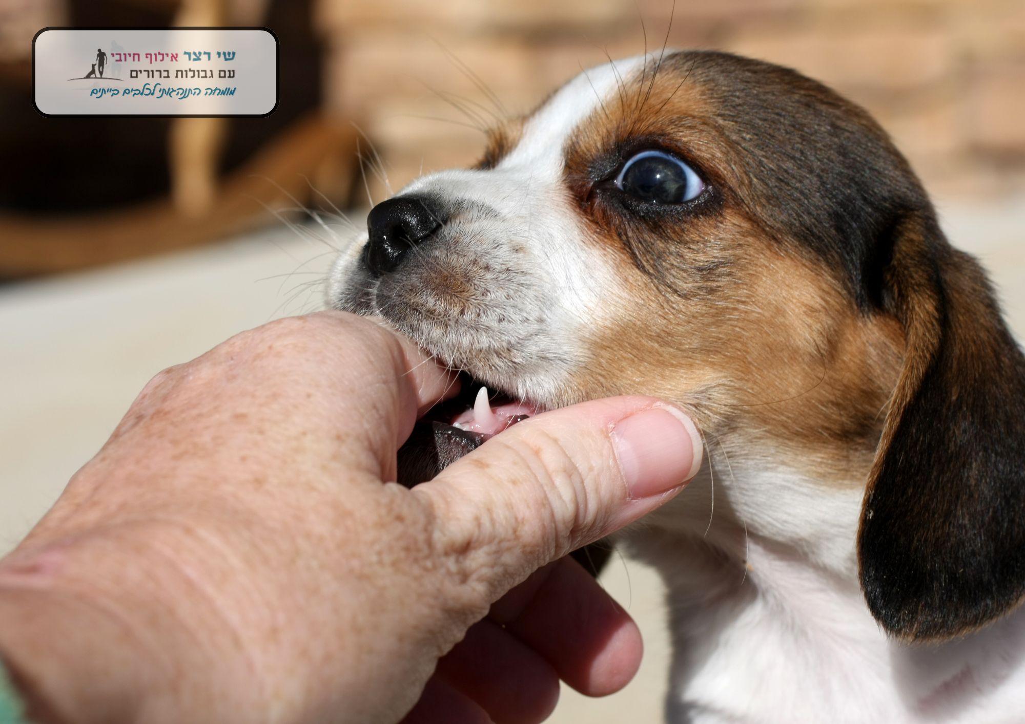 איך להפסיק גור מלנשוך