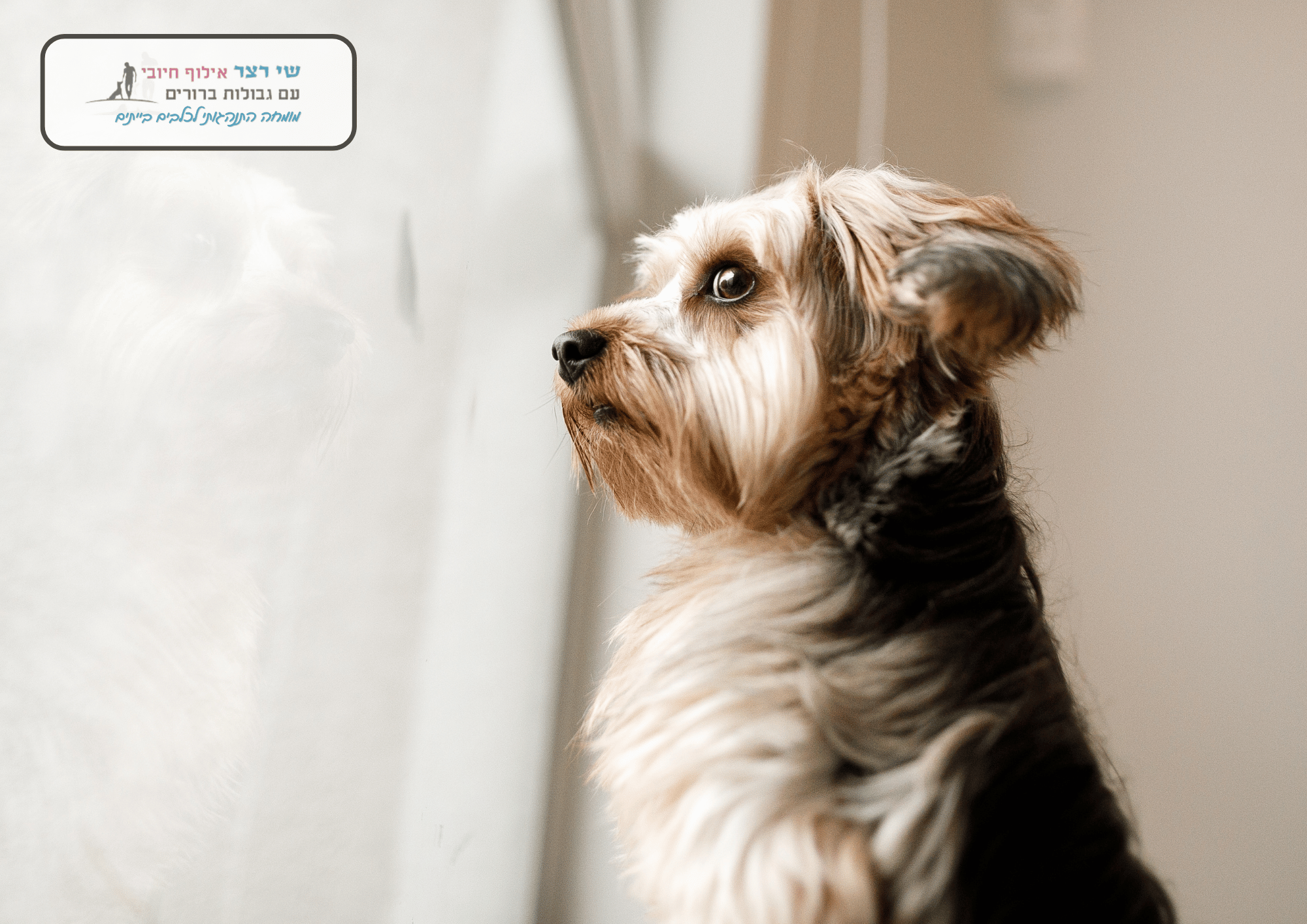 טיפול בכלב עם חרדת נטישה